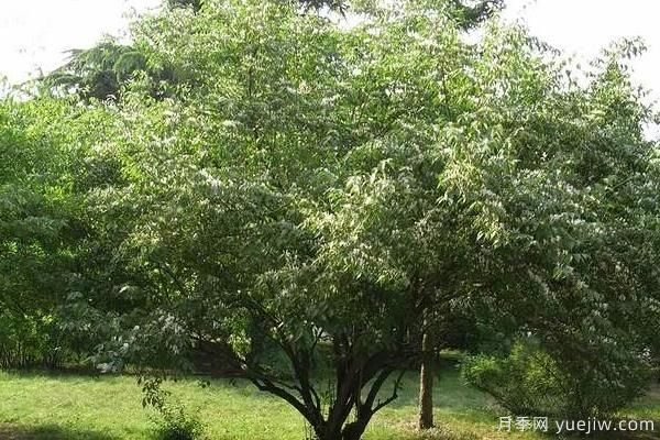 2022年***值錢(qián)緊缺苗木是什么？常見(jiàn)的苗木品種有哪些？(圖3)