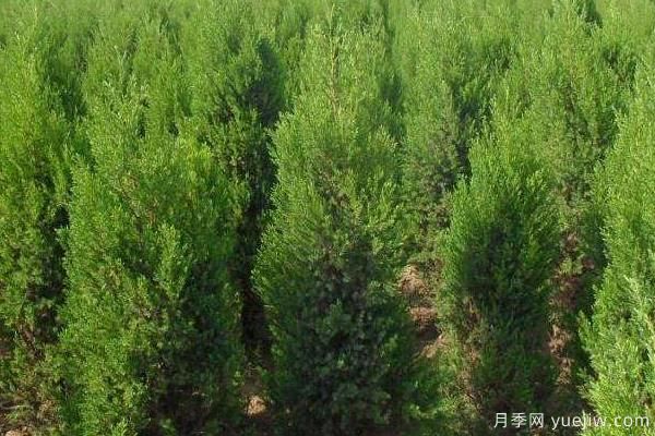 2022年***值錢(qián)緊缺苗木是什么？常見(jiàn)的苗木品種有哪些？(圖4)