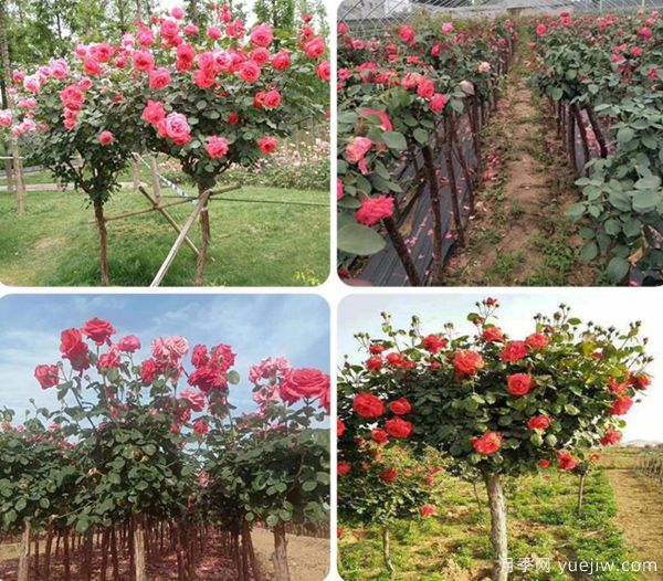 ***全園林苗木種植技術(shù)！收藏有用！(圖1)