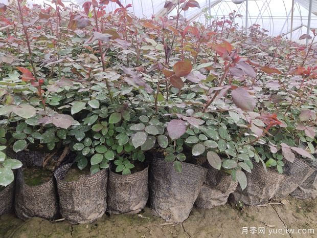 ***全園林苗木種植技術(shù)！收藏有用！(圖2)