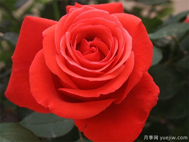 緋扇月季和粉扇月季花有哪些共同特性？(圖1)