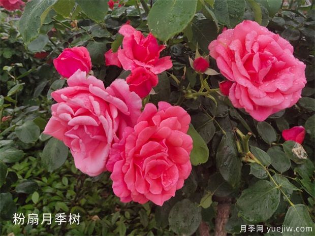 緋扇月季和粉扇月季花有哪些共同特性？(圖2)