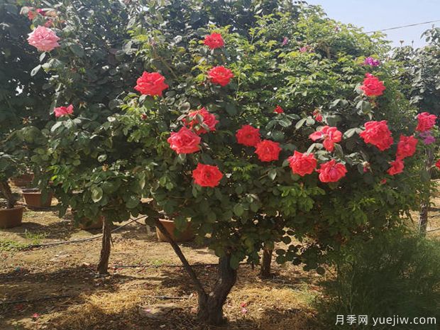 庭院種樹(shù)是不是越大越好？不是如此(圖1)