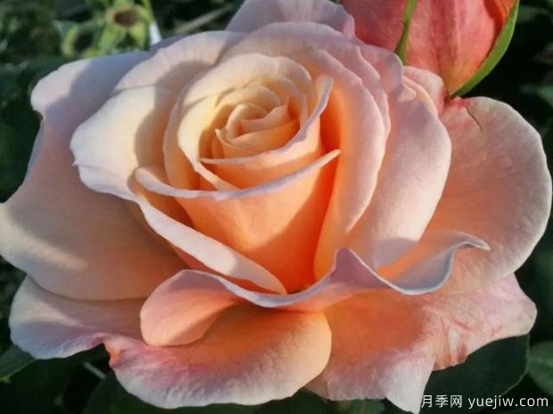 快樂的一天月季的優(yōu)缺點是什么？(圖1)