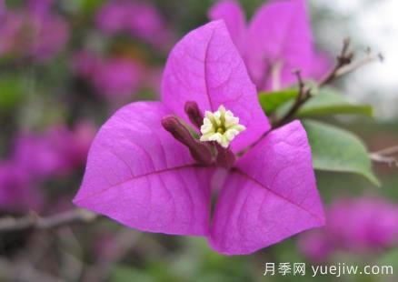 盆栽三角梅怎么修剪？三角梅盆景的修剪方法(圖1)
