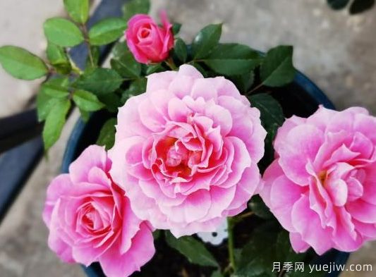 花友網(wǎng)購(gòu)月季有沒(méi)被某遷坑過(guò)的嗎(圖1)