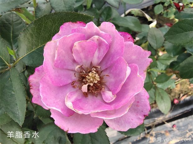 花友淘汰掉的10種月季，缺點多于優(yōu)點，是這樣嗎(圖7)