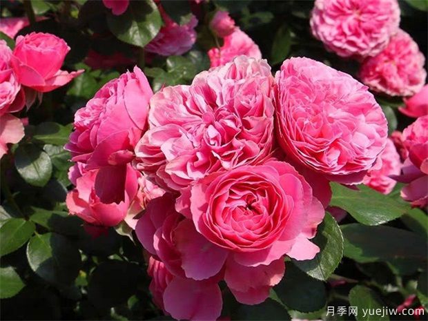 藤本月季粉色達(dá)芬奇的優(yōu)缺點(diǎn)是什么？(圖1)