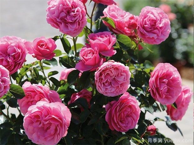 藤本月季粉色達(dá)芬奇的優(yōu)缺點(diǎn)是什么？(圖2)