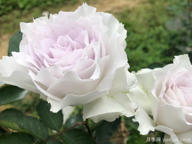 有沒(méi)有一款月季，顏值高到讓你永遠(yuǎn)也不會(huì)淘汰？(圖1)