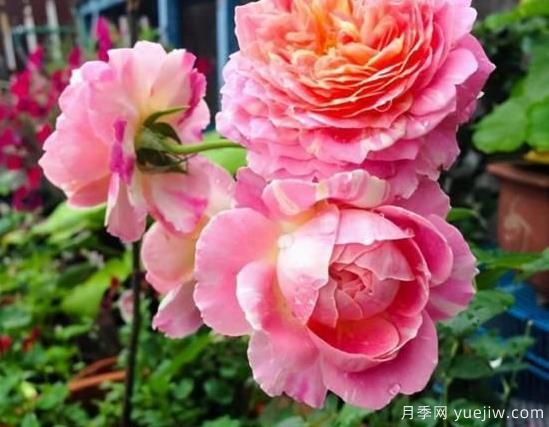 入秋養(yǎng)月季推薦5個(gè)品種，耐熱耐寒抗性強(qiáng)開花美(圖5)