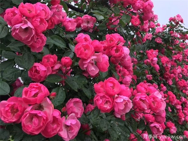綠籬，讓你的花園與眾不同！(圖1)