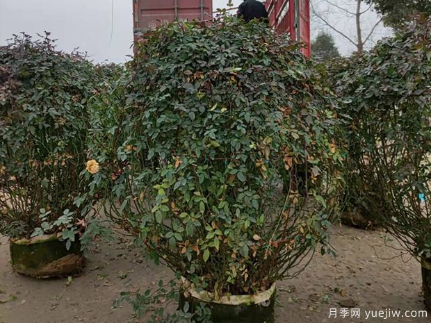 1米藤彩虹月季花球從南陽(yáng)石橋發(fā)往成都都江堰(圖1)