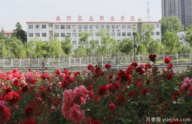 南陽農(nóng)業(yè)職業(yè)學(xué)院月季種質(zhì)創(chuàng)制與快速繁殖實(shí)驗(yàn)室成為市級重點(diǎn)實(shí)驗(yàn)室(圖1)
