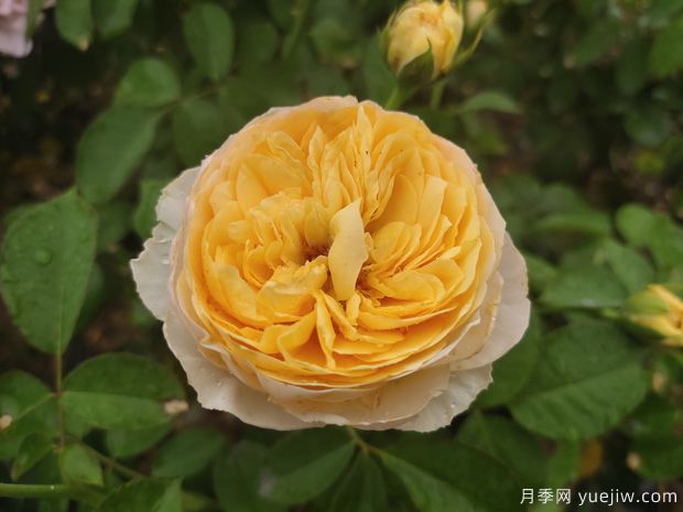真宙月季和朱麗葉月季的區(qū)別，優(yōu)缺點(diǎn)一目了然(圖1)