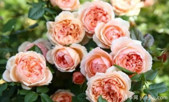 真宙月季和朱麗葉月季的區(qū)別，優(yōu)缺點(diǎn)一目了然(圖2)