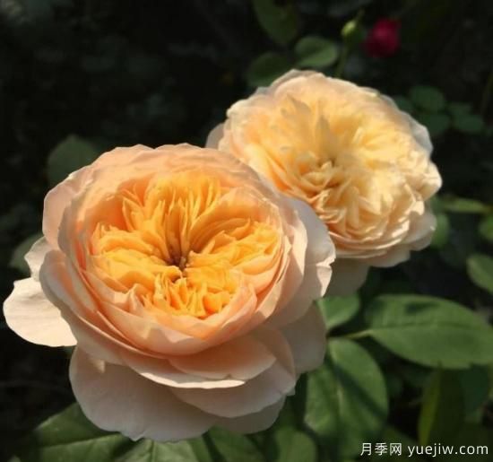 真宙月季和朱麗葉月季的區(qū)別，優(yōu)缺點(diǎn)一目了然(圖3)
