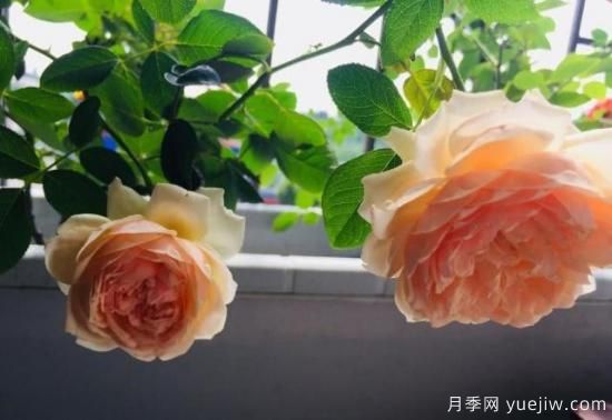 真宙月季和朱麗葉月季的區(qū)別，優(yōu)缺點(diǎn)一目了然(圖4)