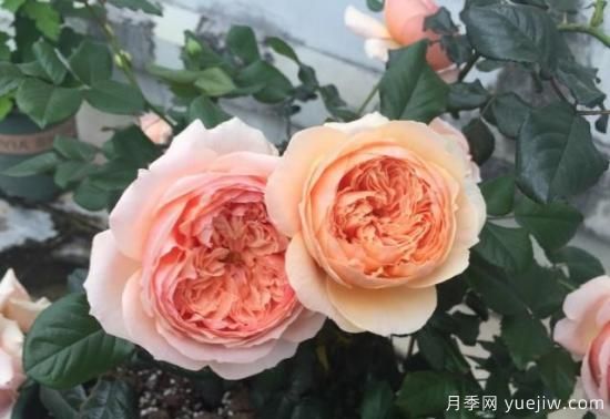 真宙月季和朱麗葉月季的區(qū)別，優(yōu)缺點(diǎn)一目了然(圖6)