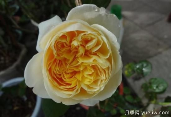 真宙月季和朱麗葉月季的區(qū)別，優(yōu)缺點(diǎn)一目了然(圖9)