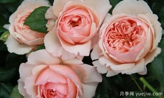 真宙月季和朱麗葉月季的區(qū)別，優(yōu)缺點(diǎn)一目了然(圖8)