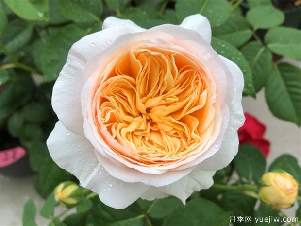 近三年***受花友喜愛的月季品種排名榜，屬實嗎(圖2)