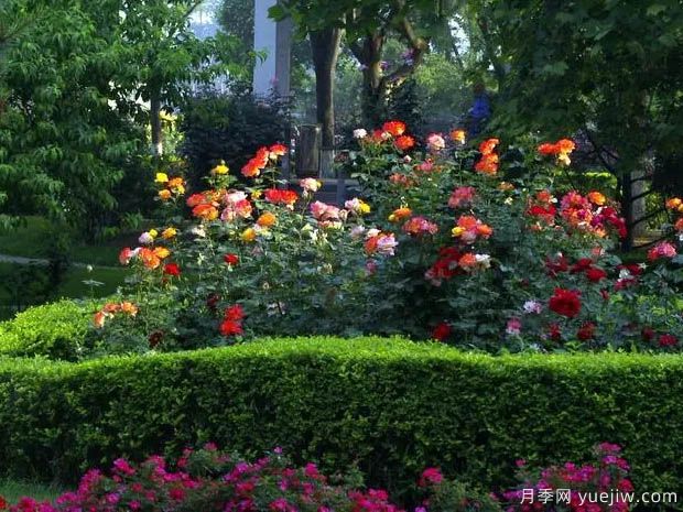 月季名園：石家莊月季公園(圖3)
