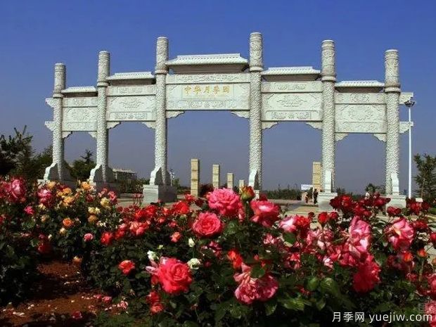 月季名園：萊州中華月季園(圖2)