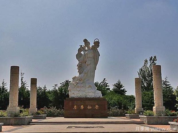 月季名園：萊州中華月季園(圖4)