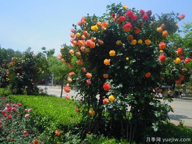 月季名園：秦皇島北戴河月季園(圖4)