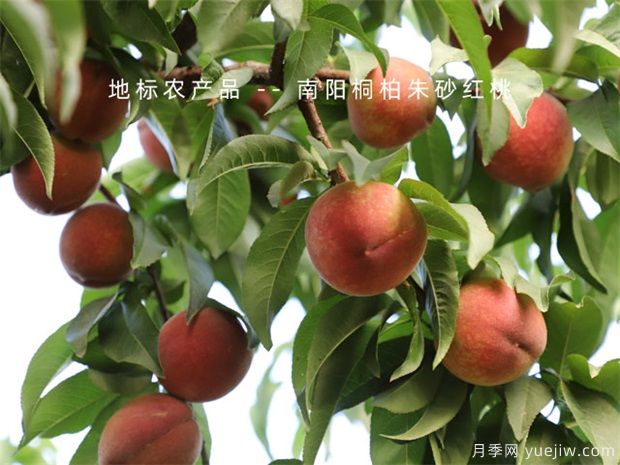 防治果樹病蟲害，選好時(shí)機(jī)效果好(圖1)