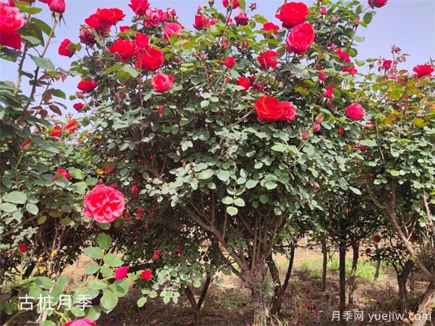 苗木做出這幾點改變，價格能翻20倍(圖1)