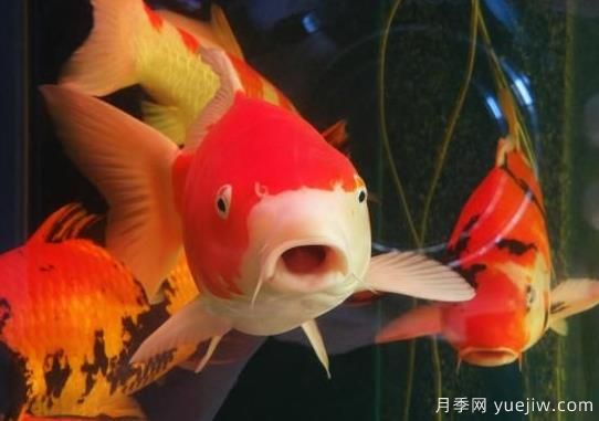 南陽(yáng)鄧州：小楊營(yíng)鎮(zhèn)觀賞魚(yú)能手宋雪坤手拉手帶動(dòng)農(nóng)民增收(圖1)