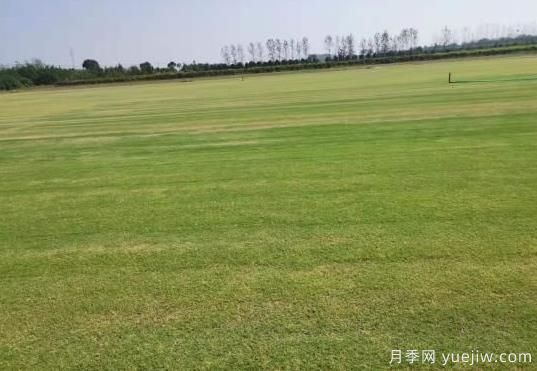 秋季草坪防除雜草需要注意啥？(圖1)