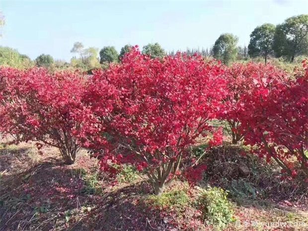 想通過彩葉苗木賺錢，哪些苗木品種***暢銷(圖1)