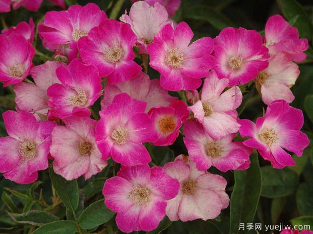 蝴蝶之吻月季/蝶吻月季(法國(guó)粉色豐花)(圖1)