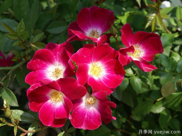 蝴蝶之吻月季/蝶吻月季(法國(guó)粉色豐花)(圖2)