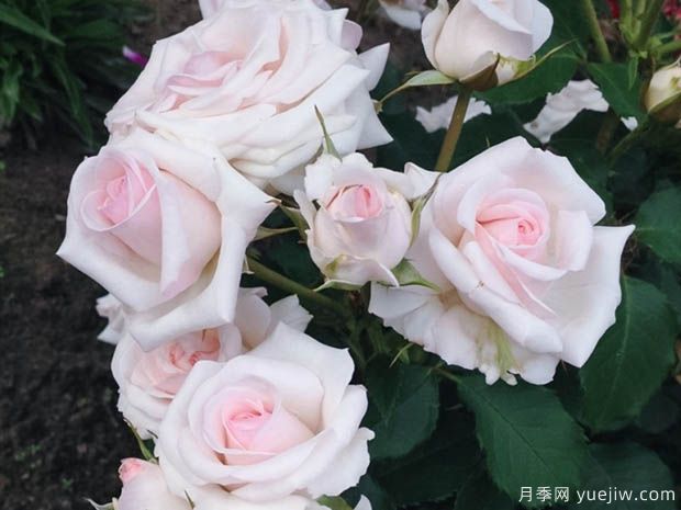 蝴蝶之吻月季/蝶吻月季/貝爾蒙特玫瑰(英國(guó)淡粉豐花)(圖1)