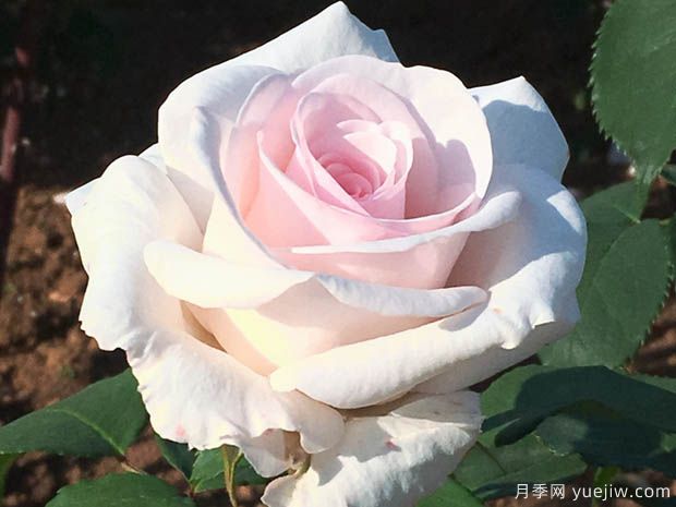 蝴蝶之吻月季/蝶吻月季/貝爾蒙特玫瑰(英國(guó)淡粉豐花)(圖2)