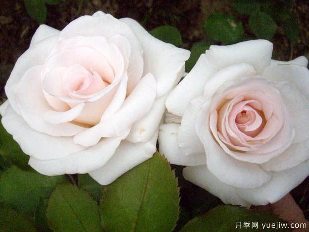 蝴蝶之吻月季/蝶吻月季/貝爾蒙特玫瑰(英國(guó)淡粉豐花)(圖3)