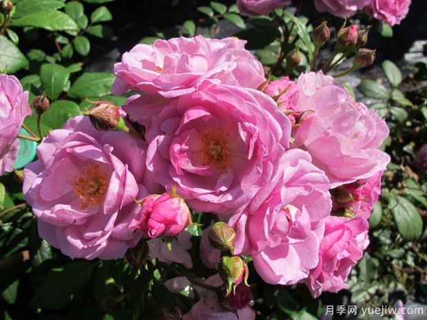 丁香花束月季的優(yōu)缺點(diǎn)是什么？(圖1)