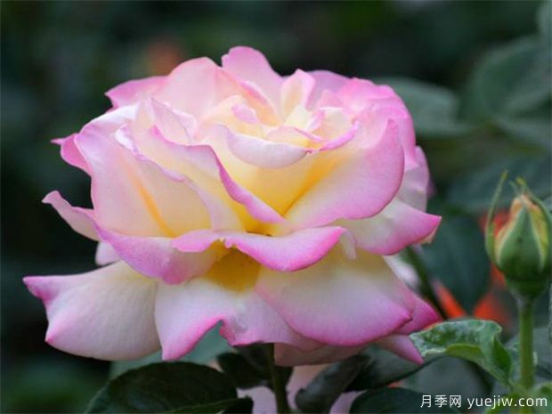 如何在冬季管理好月季？做好4件事(圖1)