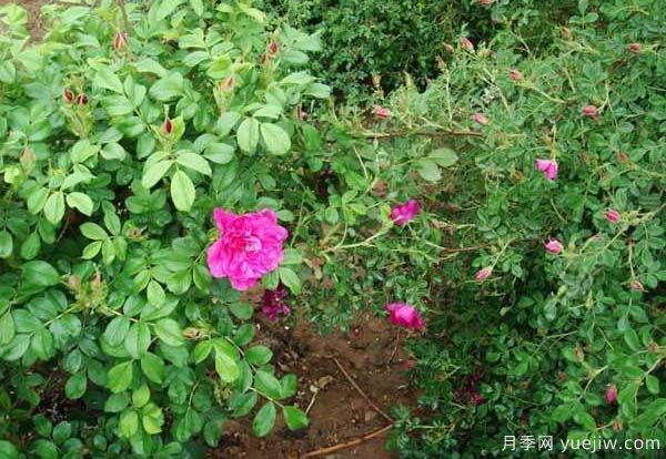 食用玫瑰品種有哪些？8個品種介紹(圖2)