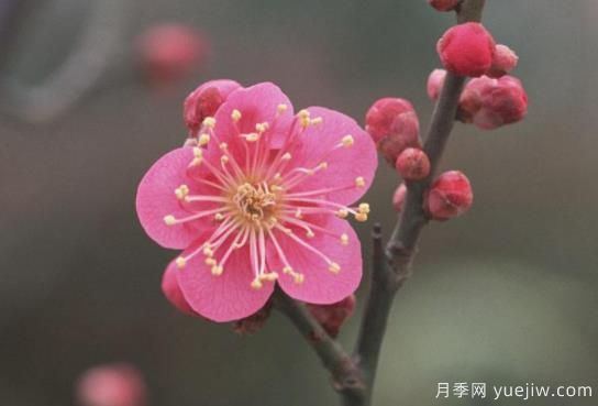 梅花如何栽培？養(yǎng)護辦法分享(圖1)