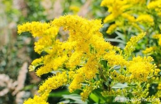 加拿大一枝黃花的危害與防除？(圖1)