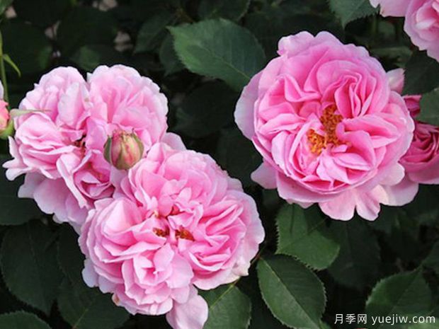 養(yǎng)月季需要肥水修剪治蟲(chóng)，葉繁花多(圖1)