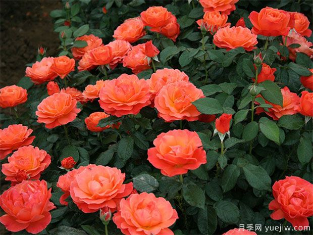 月季花有六大品系，來(lái)科普下(圖2)
