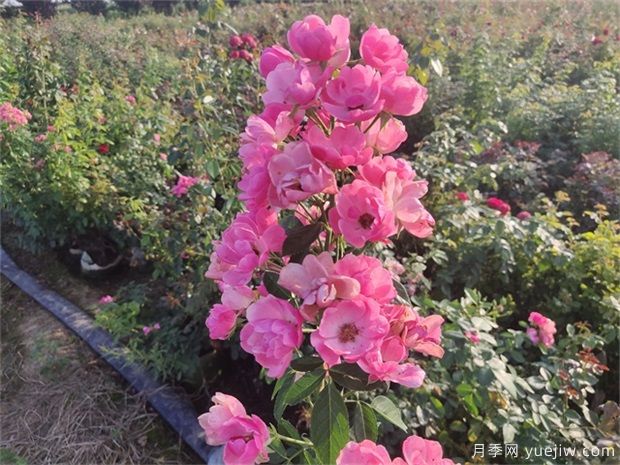 月季花有六大品系，來(lái)科普下(圖3)