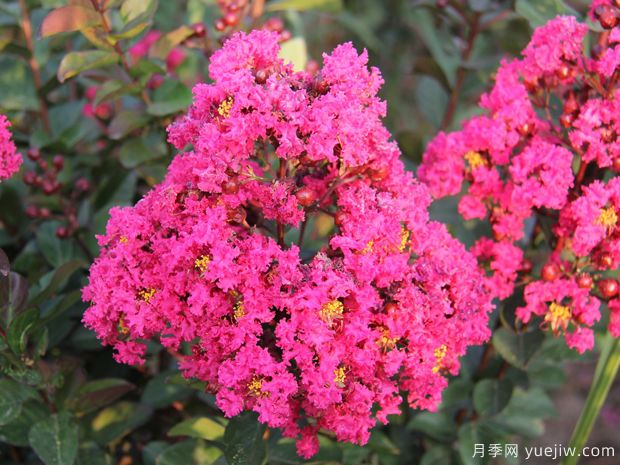 紫薇，養(yǎng)殖紫薇花的5大要點(diǎn)(圖1)
