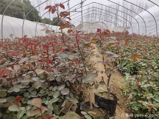 大棚月季花卉種植需要關(guān)注哪些常見問題？(圖1)